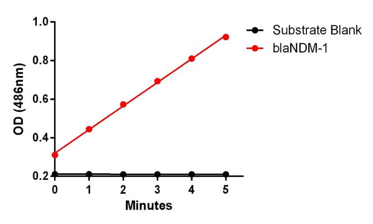 Recombinant blaNDM-1 Protein