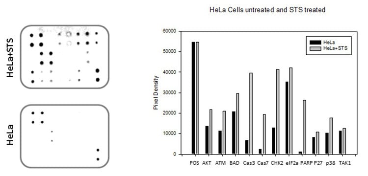 Human Apoptosis Signaling Array C1
