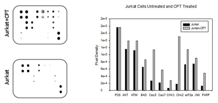 Human Apoptosis Signaling Array C1