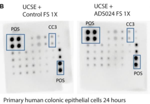 RayBiotech's Apoptosis Signaling Antibody Array revealed ADS024’s anti-apoptotic effects in UCSE-treated colonic epithelial cells. Figure adapted from Irwin et al., Front Microbiol, 2024.