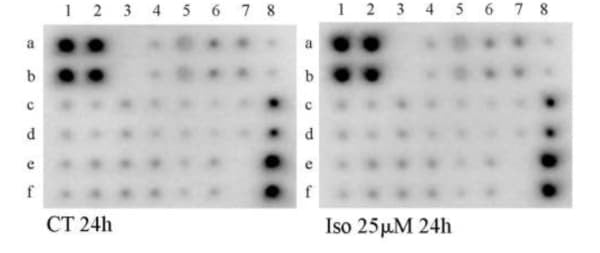 RayBiotech's Apoptosis Signaling Antibody Array showed isoginkgetin-induced apoptosis in U87MG glioblastoma cells. Figure adapted from Oliva et al., Molecules, 2022.