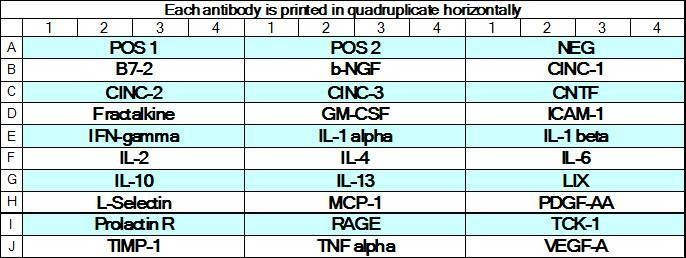 Rat Cytokine Array GS3