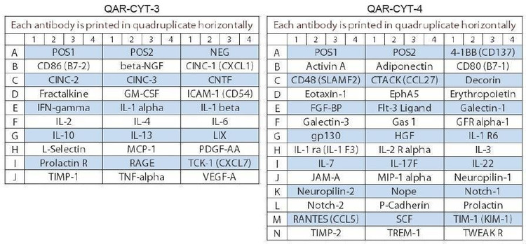 Rat Cytokine Array GS67