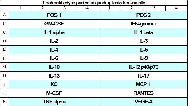 Mouse Cytokine Array GS1