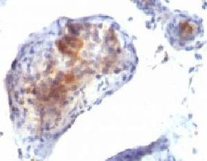 Anti-FOXP3 Antibody