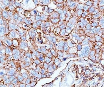 Anti-Monkey HCAM Antibody CD44