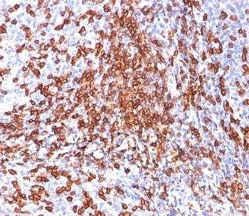 Anti-Monkey HCAM Antibody CD44