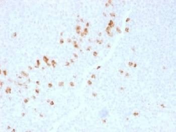Anti-IgG4 Antibody