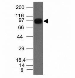 Anti-Nucleolin Antibody