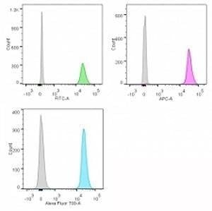 Anti-Nucleolin Antibody