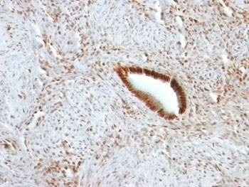 Anti-Nucleolin Antibody