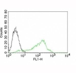 Anti-Nucleolin Antibody