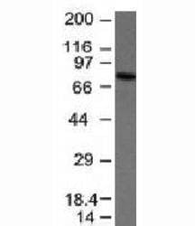 Anti-IgM Antibody