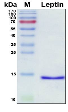 Recombinant Human Leptin Protein, Antigen Grade