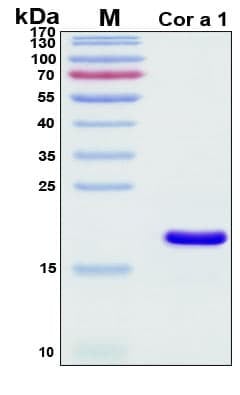 Recombinant Corylus Avellana Cor a 1 Protein, Antigen Grade