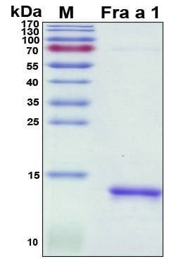 Recombinant Fragaria Ananassa Fra a 1 Protein, Antigen Grade