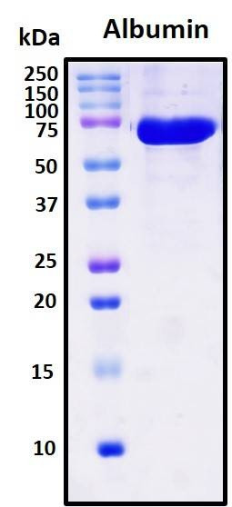 Recombinant Human Serum Albumin Protein