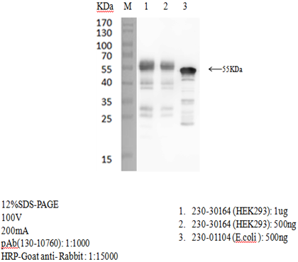 Anti-SARS-CoV-2 N-Protein Antibody