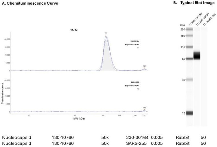 Recombinant protein: Cat. #230-30164 | Secondary Ab: Rabbit | Exposure: HDR | Expected MW (kDa): 46