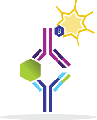 Human IL-35 ELISA kit