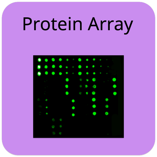 Human Allergen Protein Array G3
