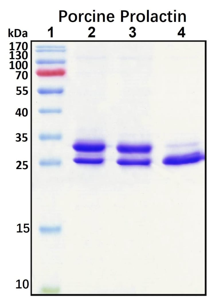 Recombinant Porcine Prolactin Protein