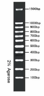 100 bp DNA Ladder Marker