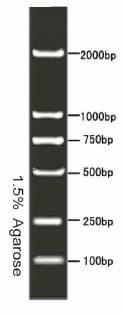 2000 bp DNA Ladder Marker