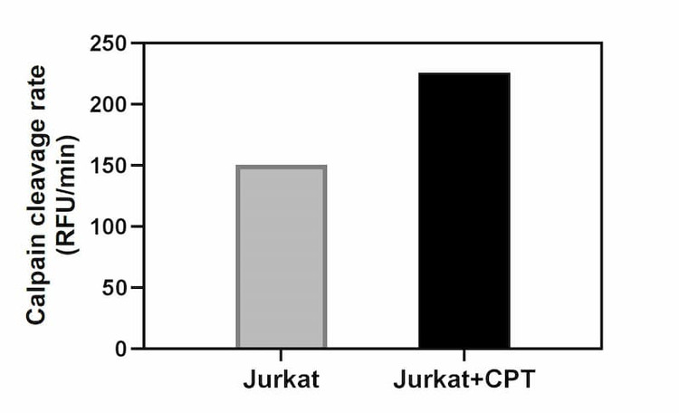 Calpain cleavage rate of Jurkat cell and Jurkat cell treated with CPT.