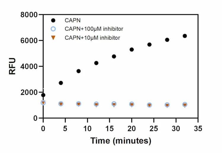 Cleavage signal of Calpain (200ng) with different concentrations of inhibitor (Z-LLY-FMK).