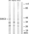 Western blot analysis of lysates from 293, HepG2, and COLO205 cells, using GSC2 Antibody. The lane on the right is blocked with the synthesized peptide.