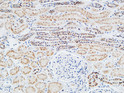 Immunohistochemical analysis of paraffin-embedded Human kidney. 1, Antibody was diluted at 1:200 (4°C overnight). 2, High-pressure and temperature EDTA, pH8.0 was used for antigen retrieval. 3, Secondary antibody was diluted at 1:200 (room temperature, 30min).