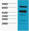Western blot analysis of Arabidopsis thaliana, diluted at 1:5000.. Secondary antibody was diluted at 1:20000