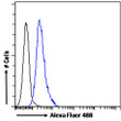 STJ71603 Flow cytometric analysis of paraformaldehyde fixed HEK293 cells (blue line) , permeabilized with 0. 5% Triton. Primary incubation 1hr (10ug/ml) followed by Alexa Fluor 488 secondary antibody (1ug/ml). IgG control: Unimmunized goat IgG (black line)<style>.product-options .custom-field{display:inline-block;background:#aaa;}</style><style>.label-data{font-weight:bold;min-width:100px;}.label-data,.data{display:inline-block;min-width:100px;}.description table{word-break:break-all;}.description table td{min-width:200px;}</style></div></div></div>
				      </div>
                      </div>
  </div>

    </div>




<div class=