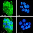 STJ71854 Immunofluorescence analysis of paraformaldehyde fixed A431 cells, permeabilized with 0. 15% Triton. Primary incubation 1hr (10ug/ml) followed by Alexa Fluor 488 secondary antibody (2ug/ml) , showingcellular junction staining. The nuclear stain is DAPI (blue). NA<style>.product-options .custom-field{display:inline-block;background:#aaa;}</style><style>.label-data{font-weight:bold;min-width:100px;}.label-data,.data{display:inline-block;min-width:100px;}.description table{word-break:break-all;}.description table td{min-width:200px;}</style></div></div></div>
				      </div>
                      </div>
  </div>

    </div>




<div class=