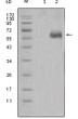 Western blot analysis using Dkk-1 monoclonal antibody against HEK293 (1) and DKK1-hIgGFc transfected HEK293 cell lysate (2).