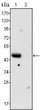Western blot analysis using GATA-4 monoclonal antibody against rat fetal heart (1) and adult heart (2) t<style>.product-options .custom-field{display:inline-block;background:#aaa;}</style><style>.label-data{font-weight:bold;min-width:100px;}.label-data,.data{display:inline-block;min-width:100px;}.description table{word-break:break-all;}.description table td{min-width:200px;}</style></div></div></div>
				      </div>
                      </div>
  </div>

    </div>




<div class=