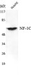 Western blot analysis using NF-1C monoclonal antibody against HeLa nuclear extract.