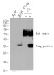 1) Input: 293T transfected N-flag protein lysate 2) IP product: IP dilute 1: 200, 293T transfected N-flag protein lysateWestern blot analysis: primary antibody : 1:10000Secondary antibody: Goat anti- mouse IgG (STJ99665), 1: 5000