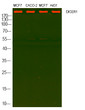 Western Blot analysis of varius cell lysis. primary Antibody was diluted at 1:1000. Secondary antibody (catalog#:STJS000791 was diluted at 1:10000