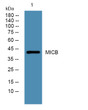 Western blot analysis of lysates from Jurkat cells, primary antibody was diluted at 1:1000, 4° overnight STJ193195