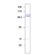 Western blot with Anti-Bovine Lactoferrin Antibody (STJ500255) with peptide on at 1:500 dilution in buffer.
