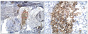 Immunohistochemistry of mouse tissue with Anti-BMP2 primary antibody (STJ500263) at 1:50 dilution in Buffer. Section was treated with DAB and Haematoxylin stain. Magnification is at 5X.