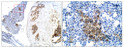 Immunohistochemistry of mouse tissue with Anti-BMP4 primary antibody (STJ500264) at 1:50 dilution in Buffer. Section was treated with DAB and Haematoxylin stain. Magnification is at 5X.