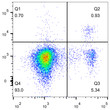 C57BL/6 splenocytes were surface stained with Anti-Mouse CD4 Monoclonal Antibody (APC Conjugated) followed by fixation and permeabilization using the Foxp3 Staining/Transcription Factor Buffer Set and intracellular staining with Anti-Foxp3 antibody (STJA0001117) .