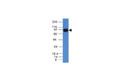 Anti-UACA antibody [AE-5] (STJ16101008)