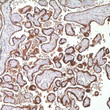 Anti-hCG antibody (STJ16101331)