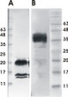 Anti-GDNF antibody [3C1] (STJA0002911)