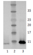 Anti-BDNF antibody [4C8] (STJA0002905)