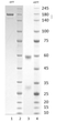 Coomassie-stained SDS-PAGE analysis of monoclonal antibody to SARS-CoV-2 Spike S1, clone 8E5. 4-12% gradient gel is used for analysis. Lane 1. Monoclonal antibody to SARS-CoV-2 Spike S1, clone 8E5 (-DTT). Lane 2. Size Marker. Lane 3. Monoclonal antibody to SARS-CoV-2 Spike S1, clone 8E5 (+DTT). Lane 4. Size Marker